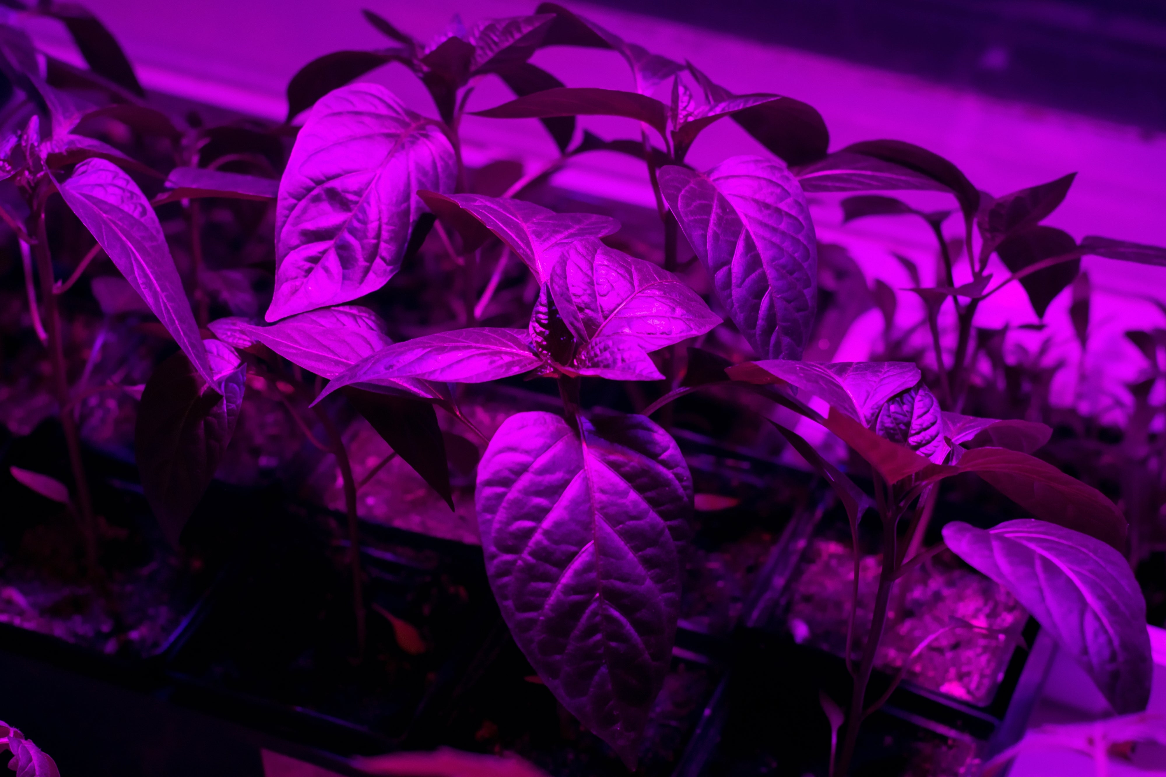 Using Ultraviolet Light as a Way to Control Powdery Mildew