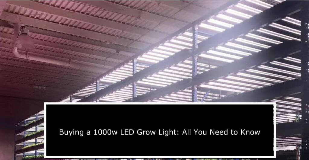 Buying a 1000w LED Grow Light All You Need to Know Cultiuana