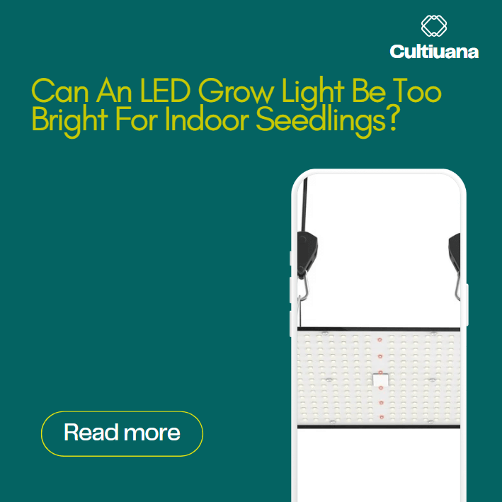 Can An LED Grow Light Be Too Bright For Indoor Seedlings?