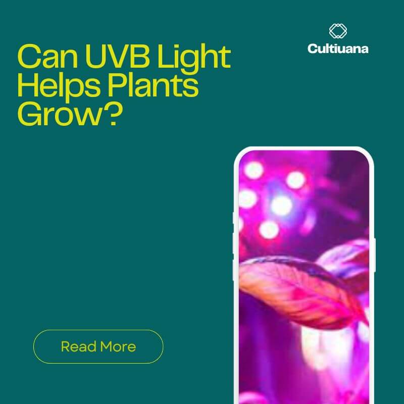 Can UVB Light Helps Plants Grow?