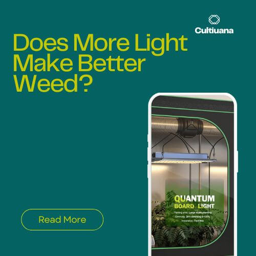 Does More Light Make Better Weed? Here’s What the Science Says