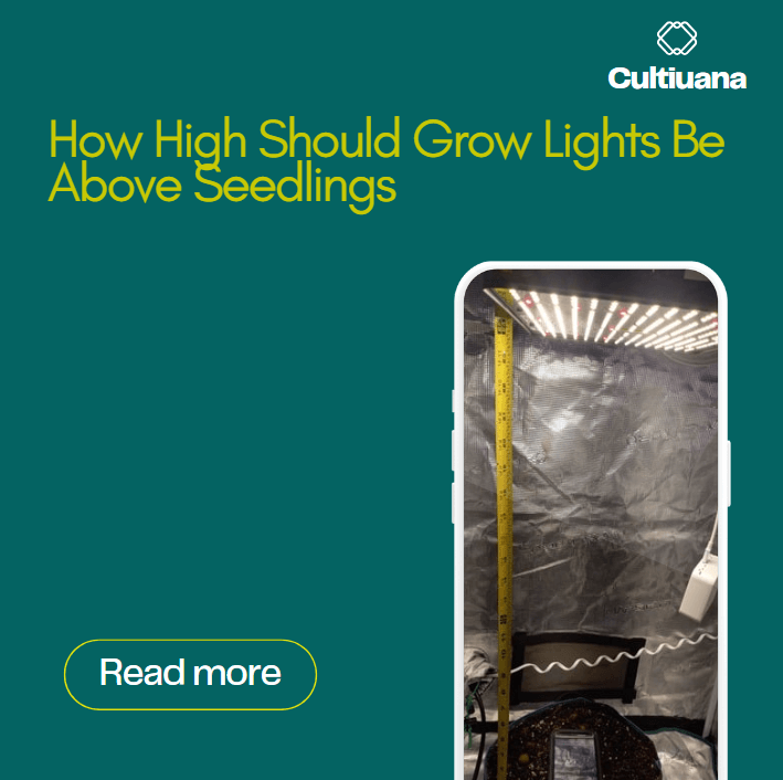 How High Should Grow Lights Be Above Seedlings?