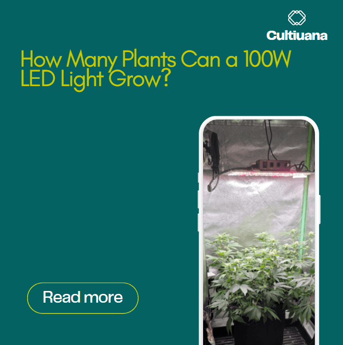 How Many Plants Can a 100W LED Light Grow?