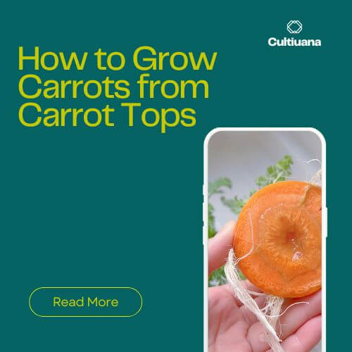 How to Grow Carrots from Carrot Tops (and Why Seeds Are Better)