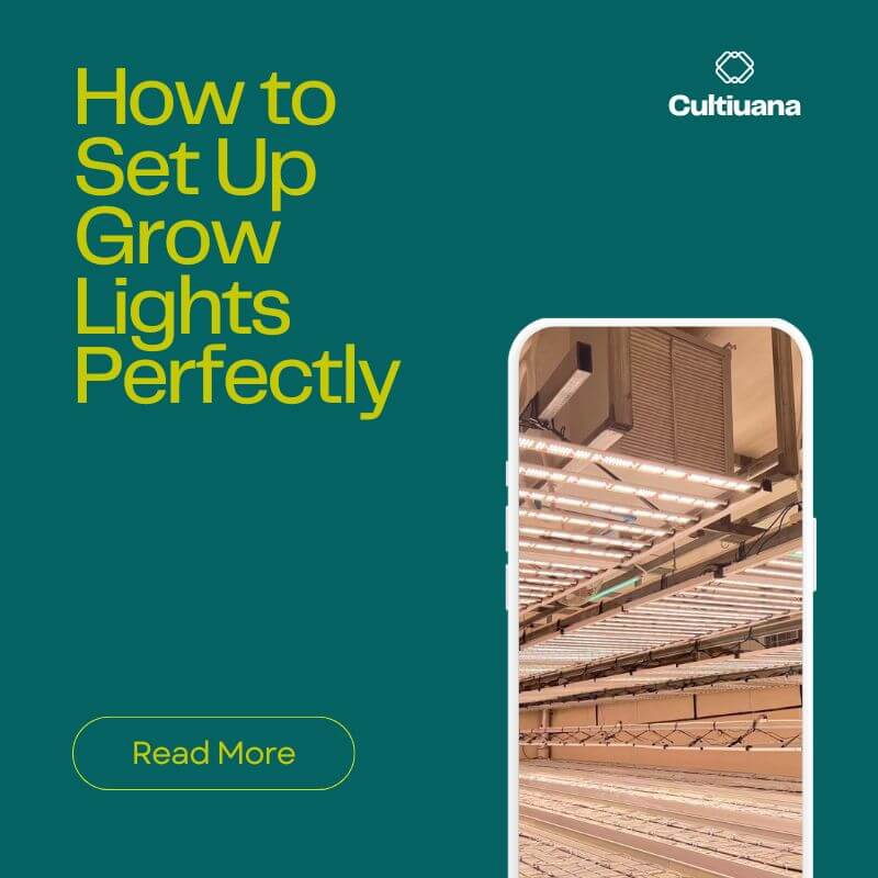 How to Set Up Grow Lights Perfectly
