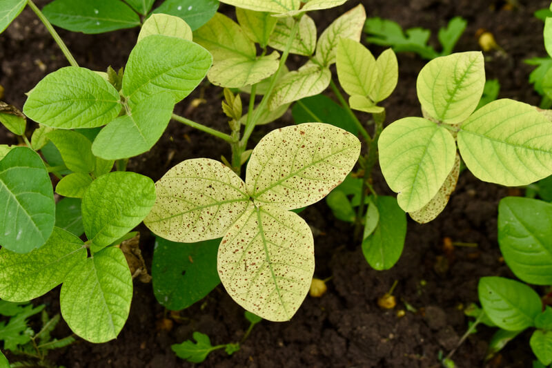 LED Light Stress on Plants Cultiuana