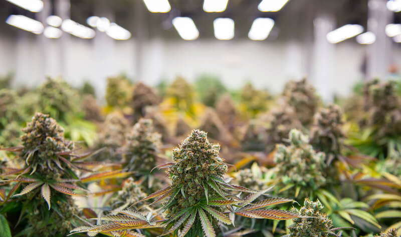 How to Use Indoor Grow Light for Every Stage of Weed Plants