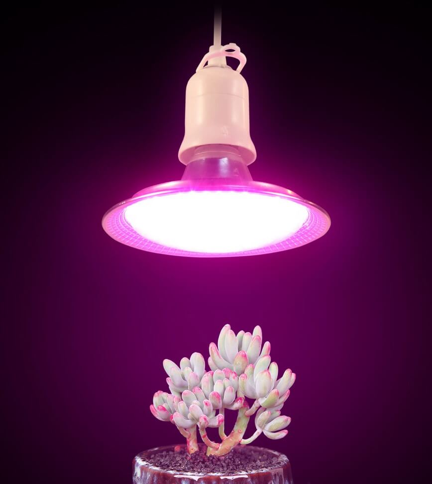 pink grow light bulb 18 Watt Dragon Fruit Grow Light | Small Light for Plants