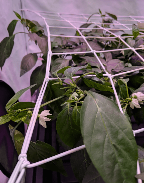 netting for potted plants Best 4x4 Trellis Netting for Grow Tent