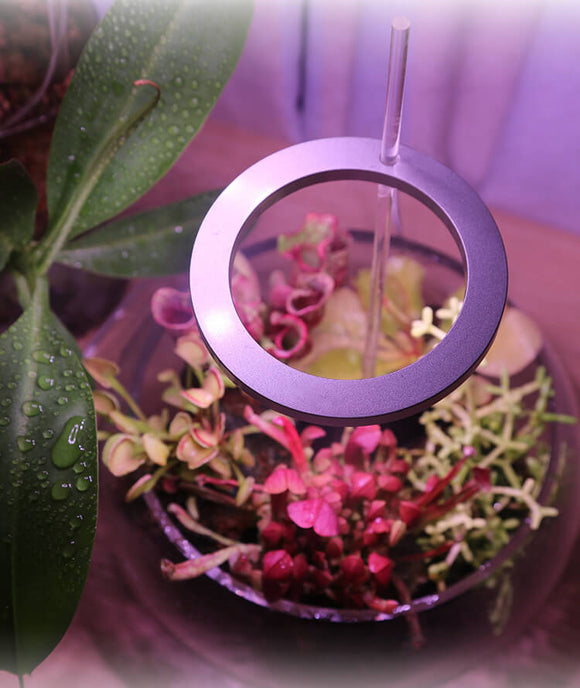 Desk Grow Light | Halo Grow Light | Small Plant Light for Office | Cultiuana QO-302 Small Grow Light for Houseplants