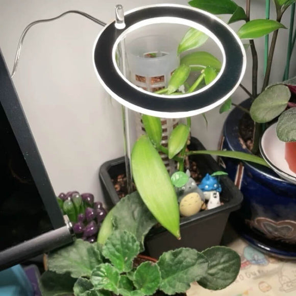 Desk Grow Light | Halo Grow Light | Small Plant Light for Office | Cultiuana QO-302 Small Grow Light for Houseplants