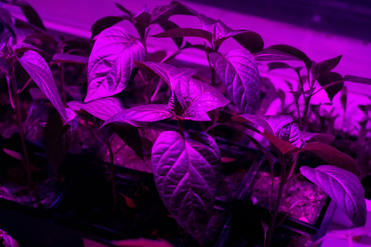 UV Light For Plants: First-Time Buyer's Guide