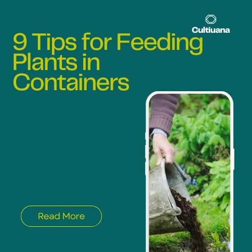 9 Tips for Feeding Plants in Containers