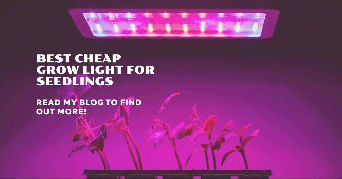 Best Cheap Grow Light For Seedlings