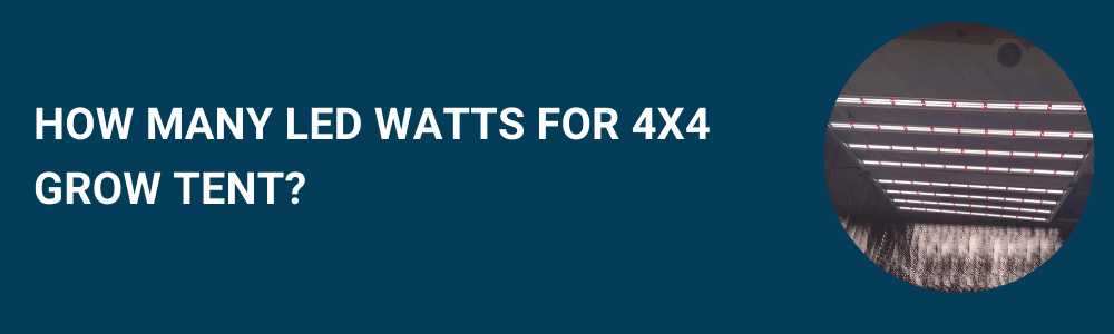 How Many LED Watts for 4x4 Grow Tent? (Quick Answer)