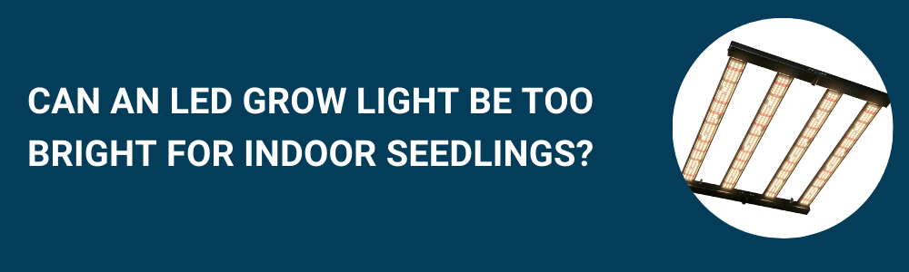 Can An LED Grow Light Be Too Bright For Indoor Seedlings?