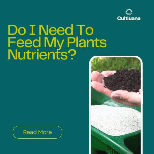 Do I Need To Feed My Plants Nutrients?