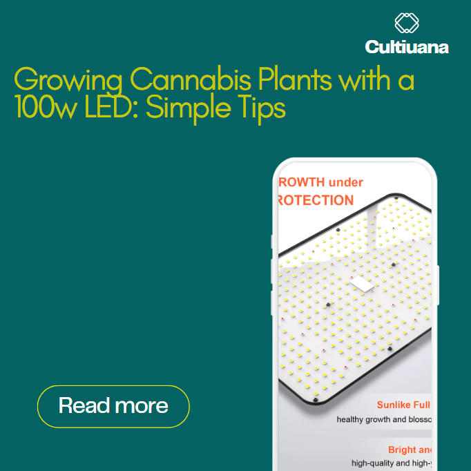Growing Cannabis Plants with a 100w LED: Simple Tips