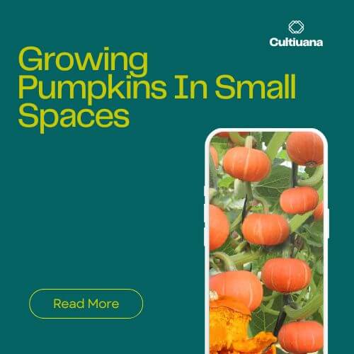 Growing Pumpkins In Small Spaces