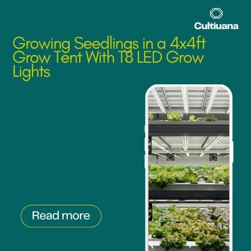Growing Seedlings in a 4x4ft Grow Tent With T8 LED Grow Lights
