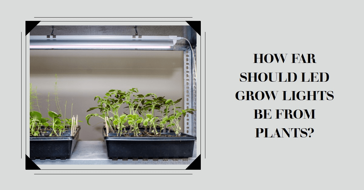 How Far Should LED Grow Lights Be From Plants