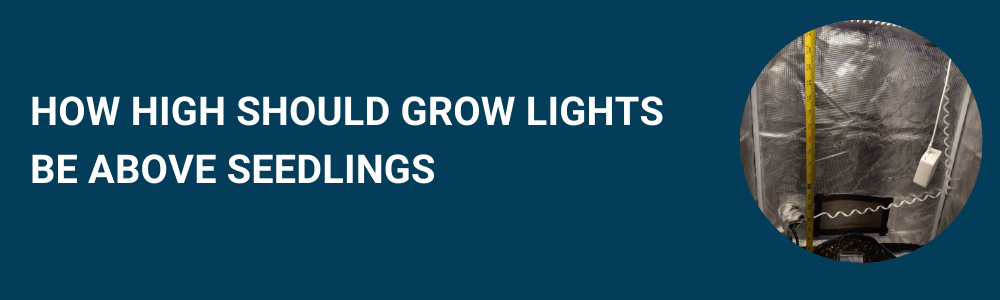 How High Should Grow Lights Be Above Seedlings?