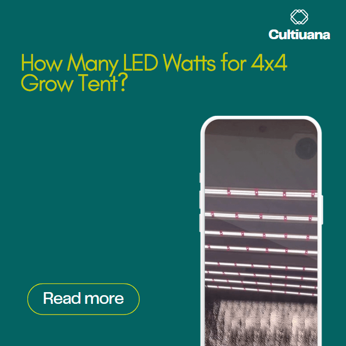 How Many LED Watts for 4x4 Grow Tent? (Quick Answer)