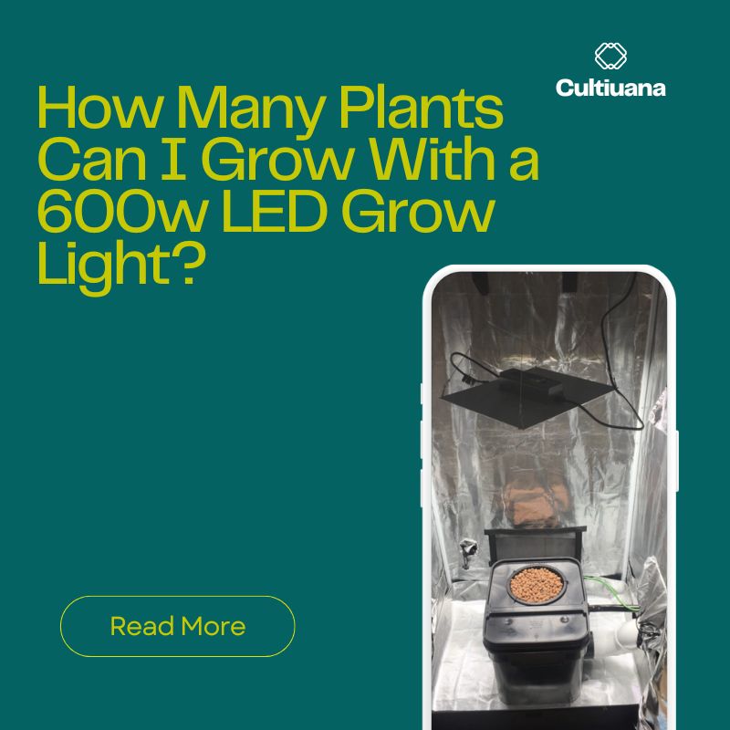 How Many Plants Can I Grow With a 600w LED Grow Light?