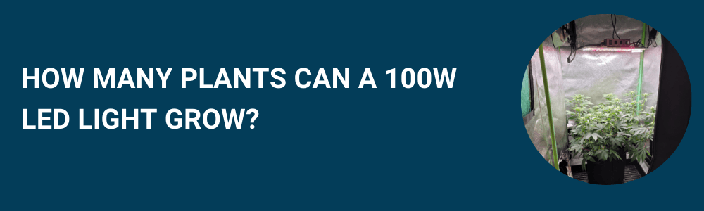 How Many Plants Can a 100W LED Light Grow?