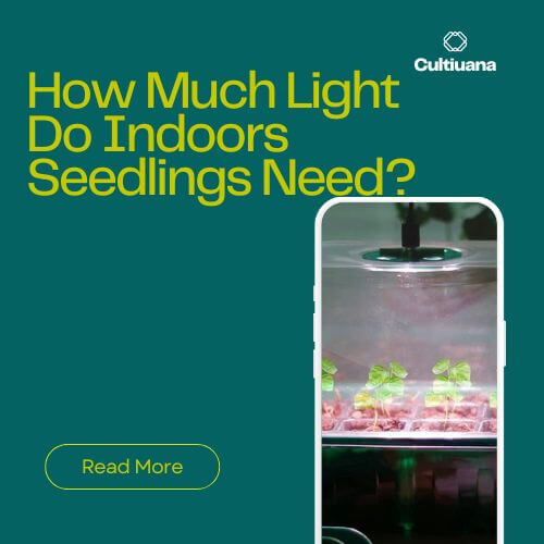 How Much Light Do Indoors Seedlings Need?