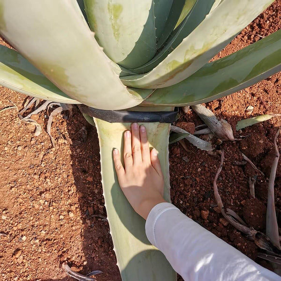 How to Make Aloe Vera Grow Faster and Bigger: The Complete Guide