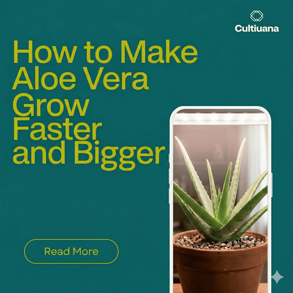 How to Make Aloe Vera Grow Faster and Bigger: The Complete Guide