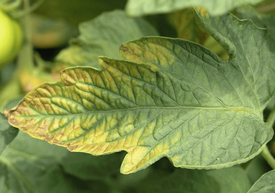 Symptoms of Too Much Calcium in Plants