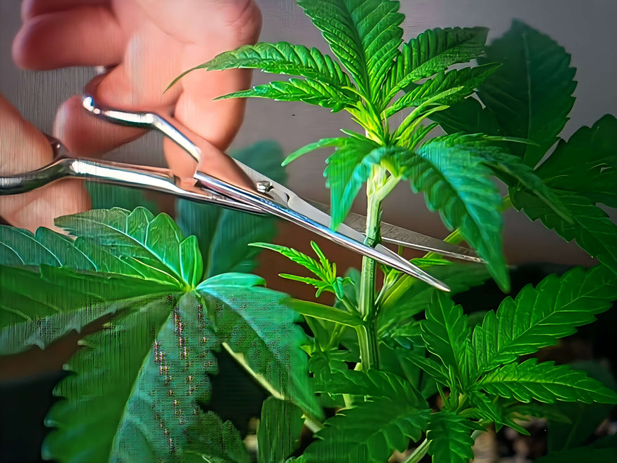 How Many Plants Can You Fit In a 4x4 Grow Tent Comfortably