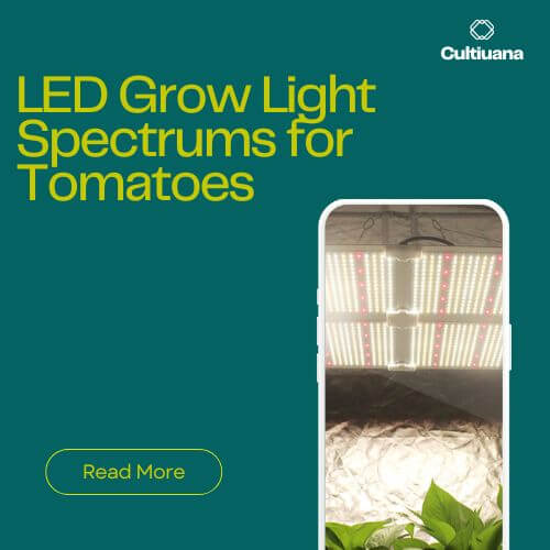 Understanding LED Grow Light Spectrums for Tomatoes: Red-Blue vs. Full Spectrum
