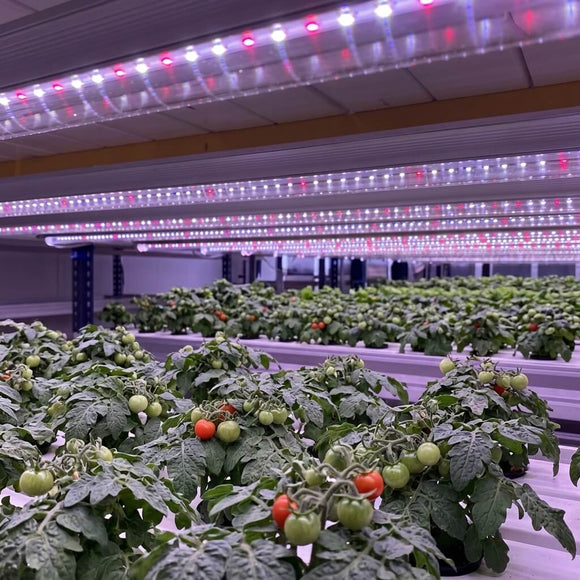 Understanding LED Grow Light Spectrums for Tomatoes blog image
