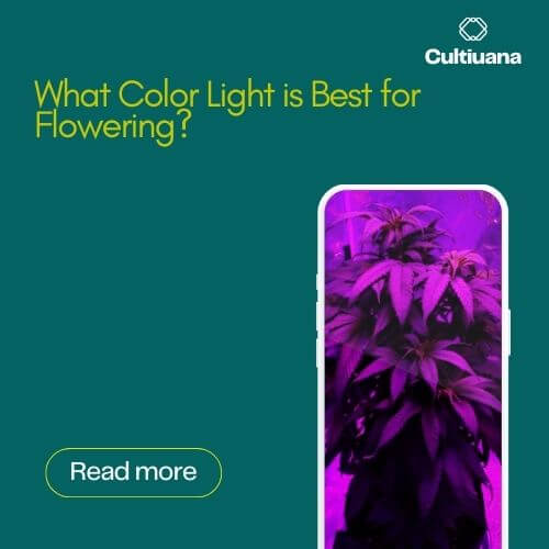 What Color Light is Best for Flowering?