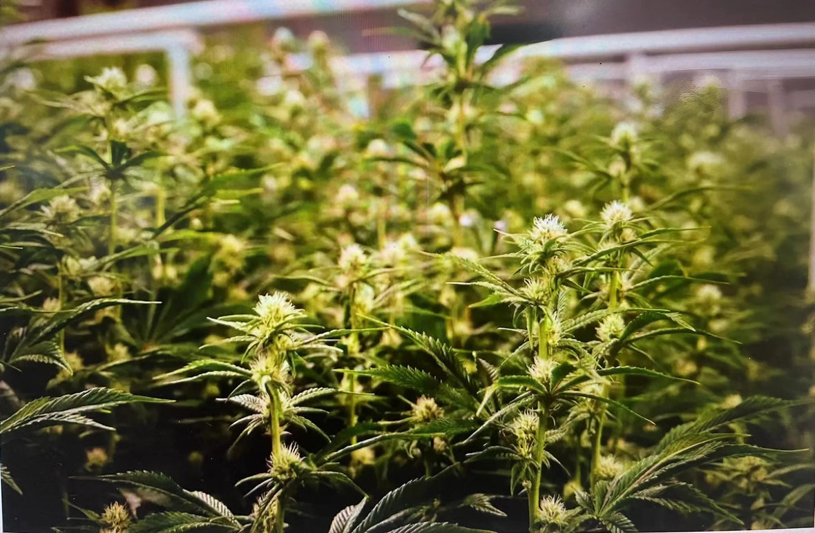 When Do Buds Grow The Most?