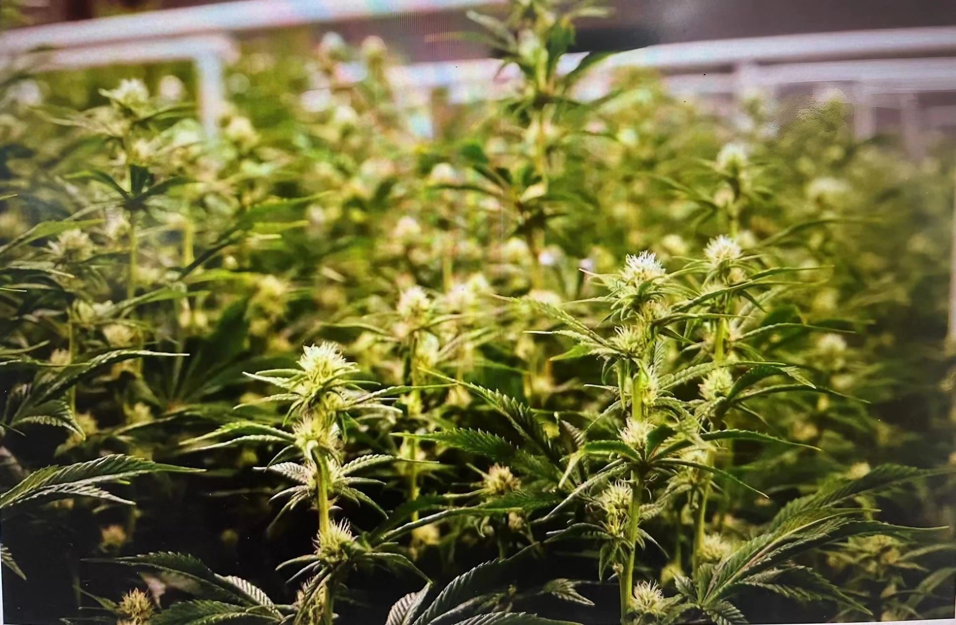 When Do Buds Grow The Most? Cultiuana