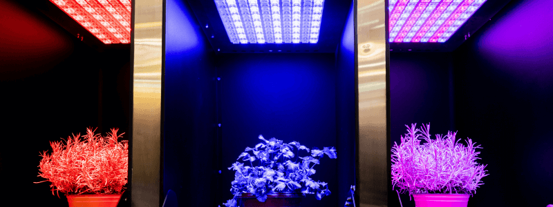 Buying LED Grow Lights: Full Spectrum or Red & Blue