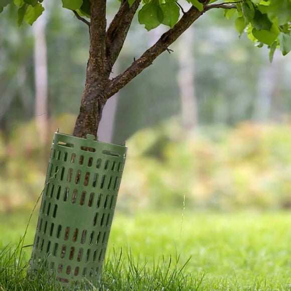 Tree Guards for Trees: Uses, Protection & Removal Guide
