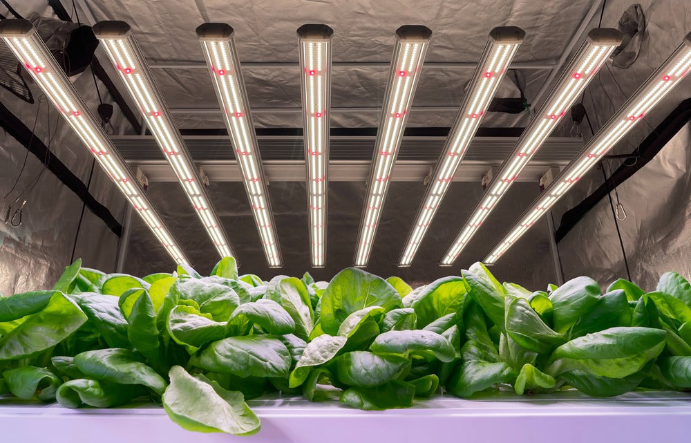 Full Spectrum LED Grow Lights 101: Buying Guides