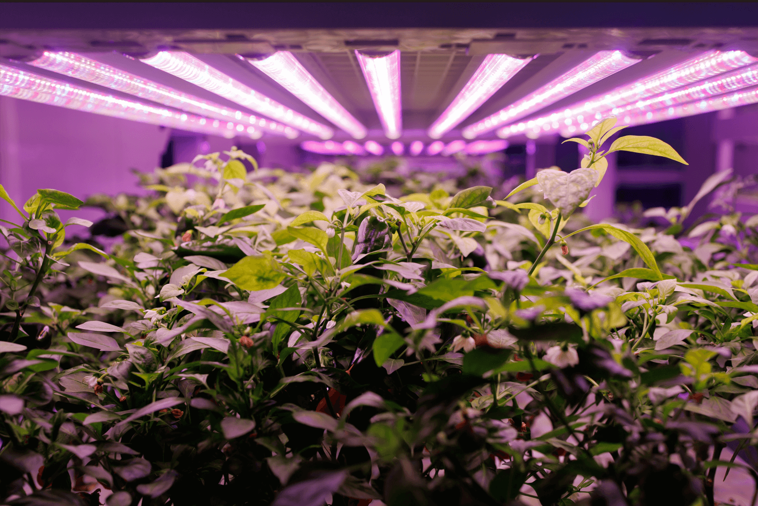 How Long To Leave UV Light On Plants