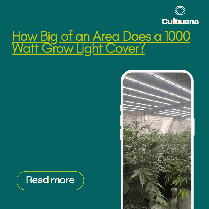 How Big of an Area Does a 1000 Watt Grow Light Cover?