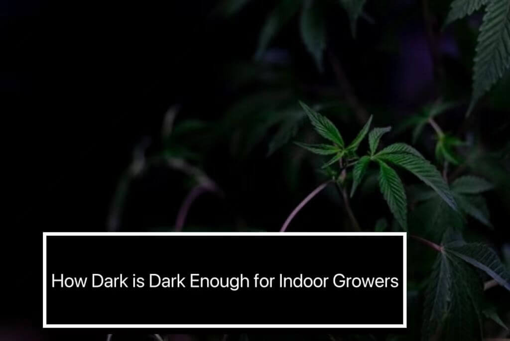 How Dark is Dark Enough for Indoor Growers?