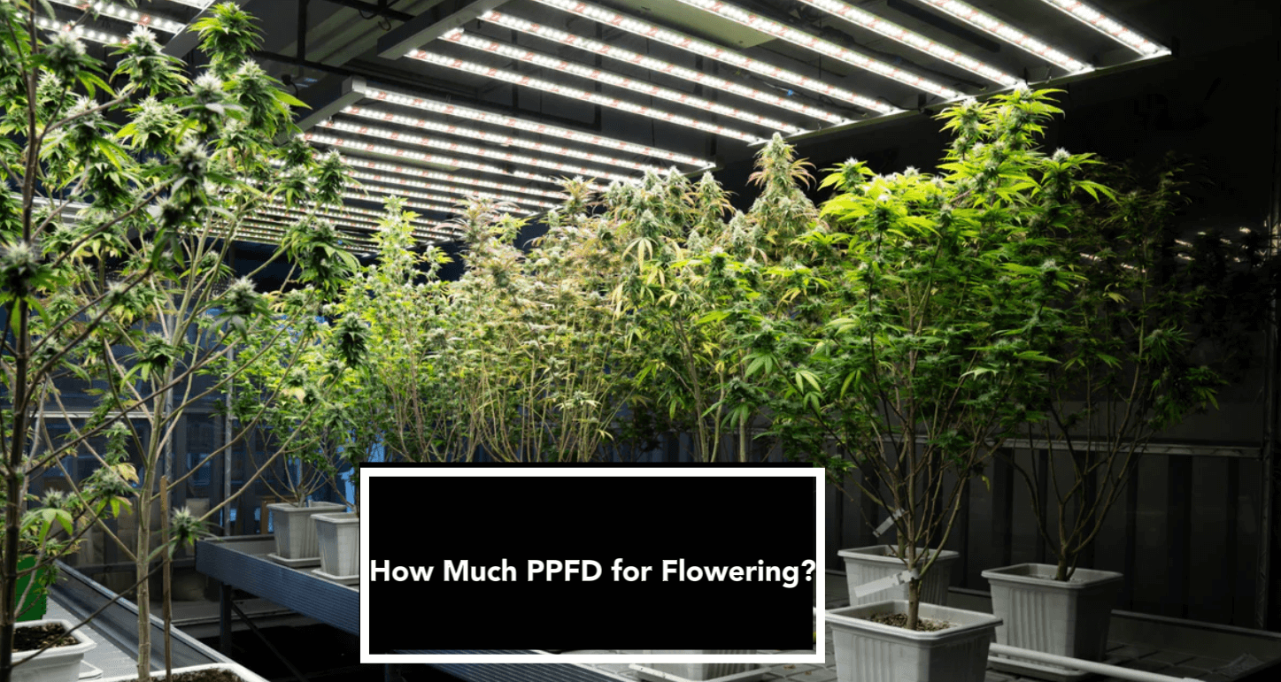 How Much PPFD for Flowering?