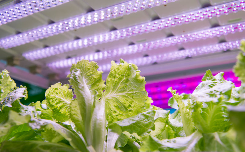 Everything About Hydroponics Grow Lights You Need to Know