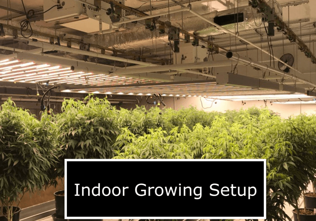 Indoor Growing Setup (Question & Answer)