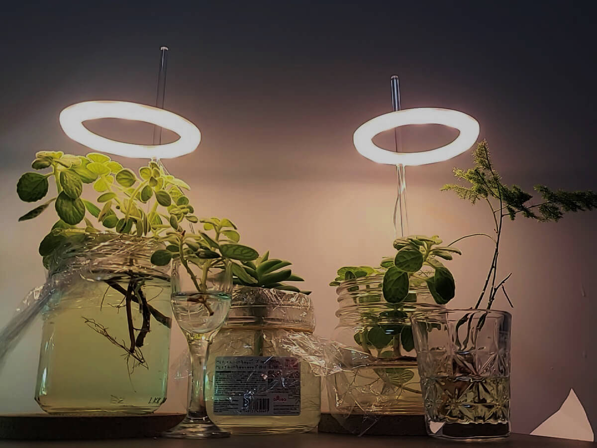 Small Grow Lights for Houseplants