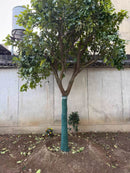 Breathable Tree Wrap for Winter – 3-Layer Trunk Protector | Cultiuana-7